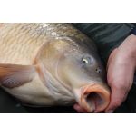 ACTIVE Big Carp Waft-Air Ananász-kukorica 