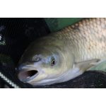 ACTIVE Big Carp Waft-Air Piros gyümölcs mix