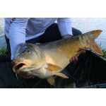 ACTIVE Big Carp Waft-Air Rák-kagyló