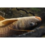 ACTIVE Big Carp Waft-Air Narancs-tonhal