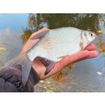 CATCH Champion Super Etang