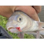 CATCH Champion Super Bream